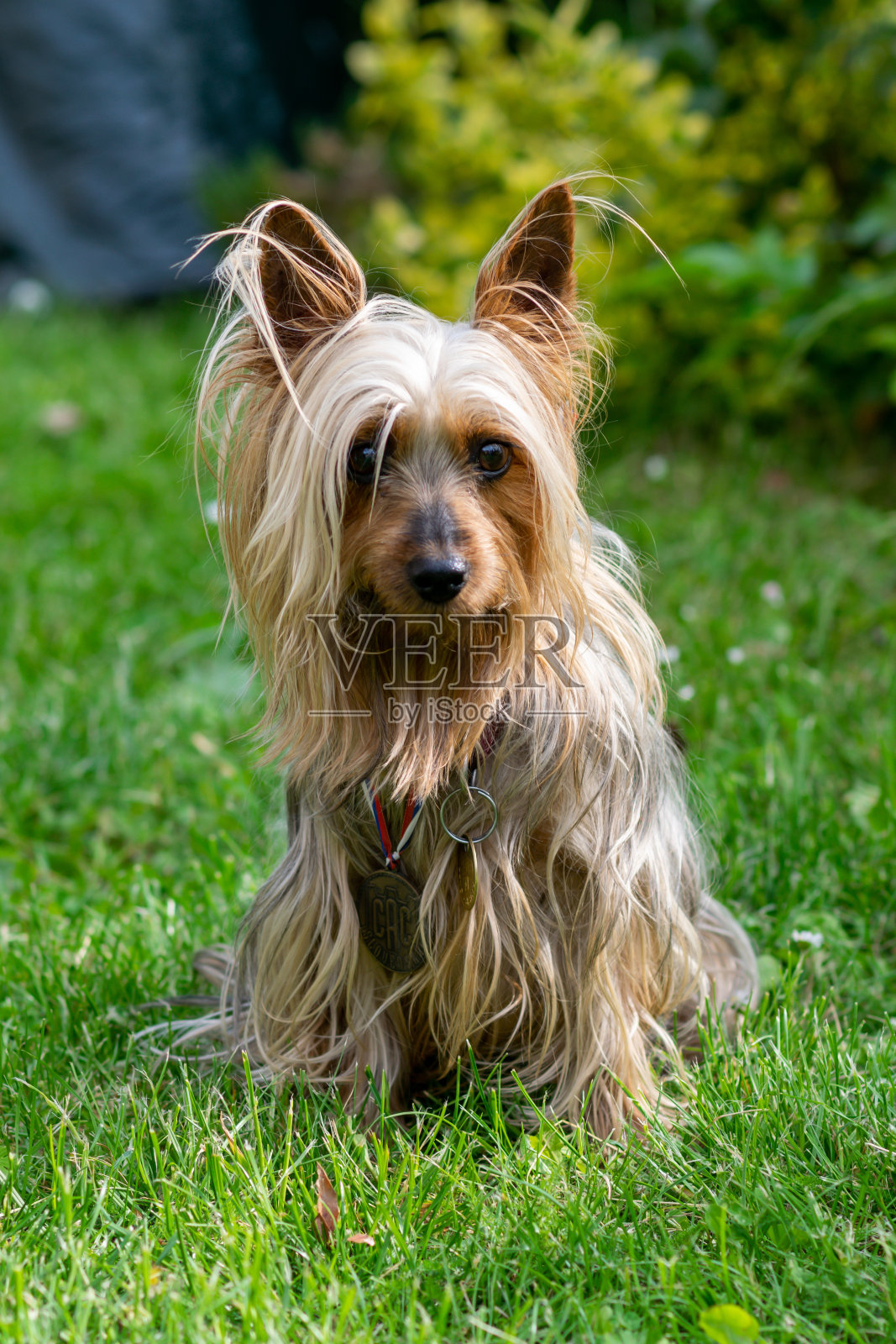 一只狗的肖像-澳大利亚丝梗照片摄影图片