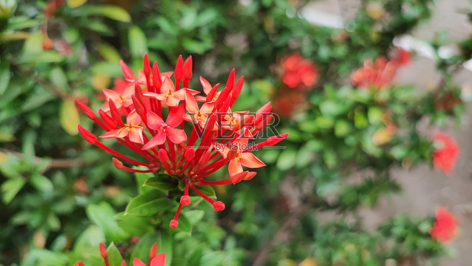 阿育王树照片摄影图片