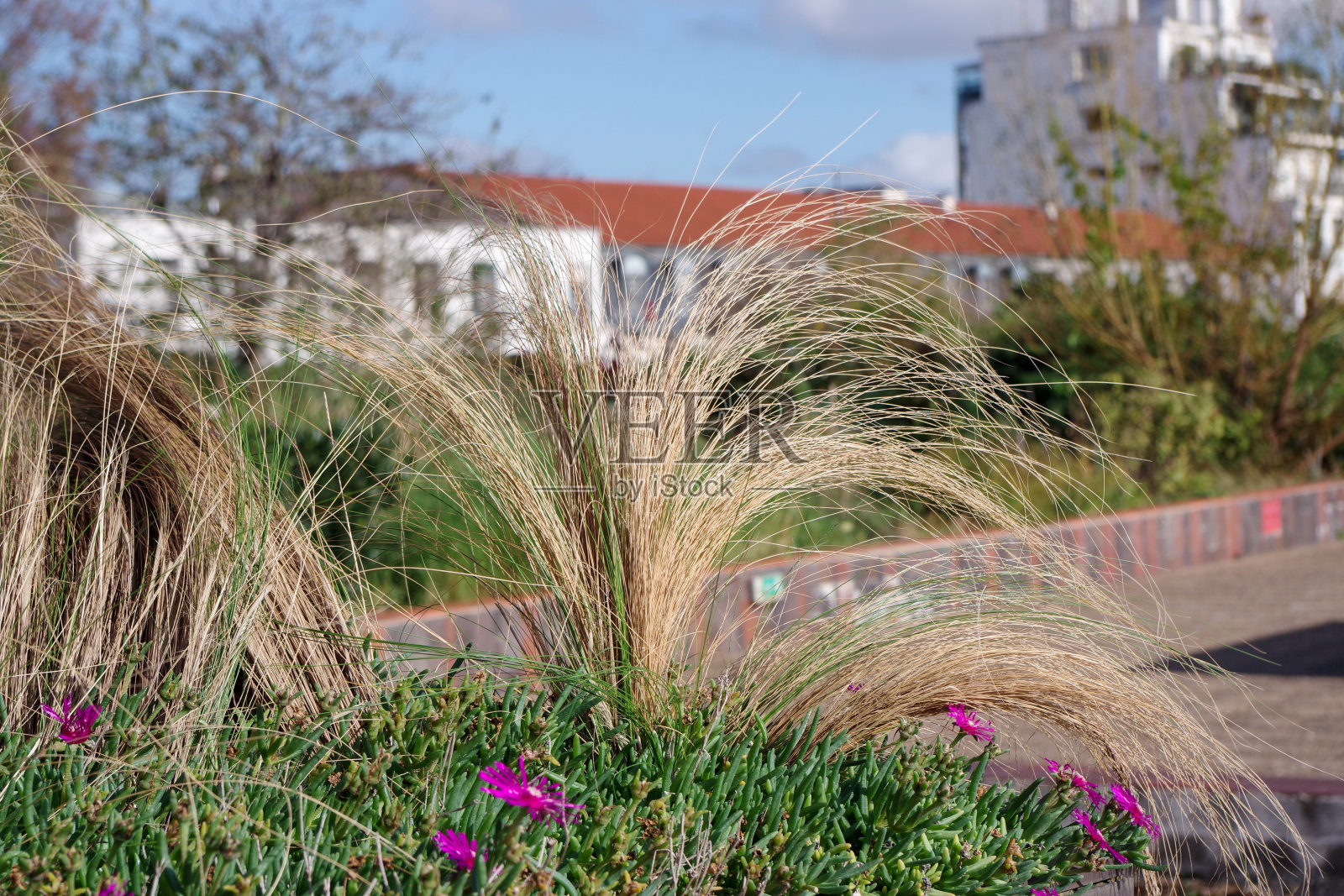 大型栽培草本植物，产自法国里昂照片摄影图片