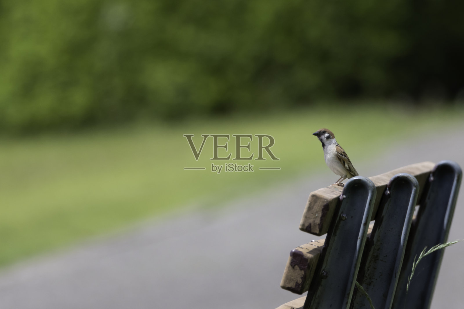 一只麻雀栖息在附近公园的长凳上照片摄影图片