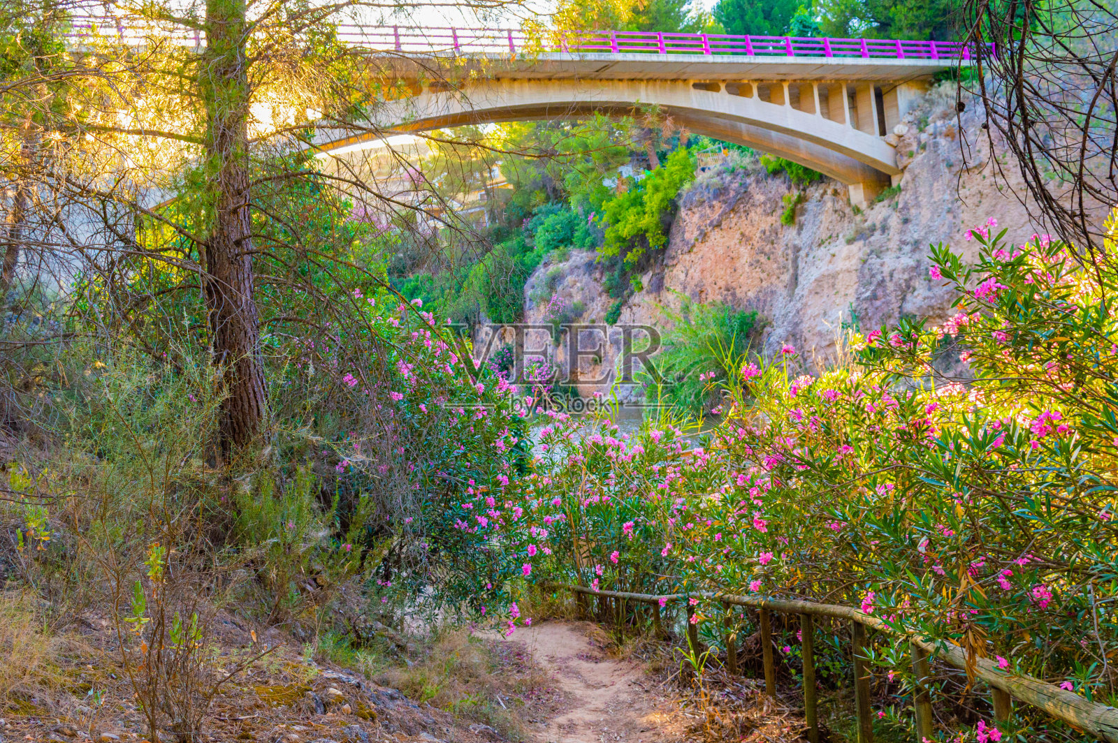 桥上有很多植被照片摄影图片