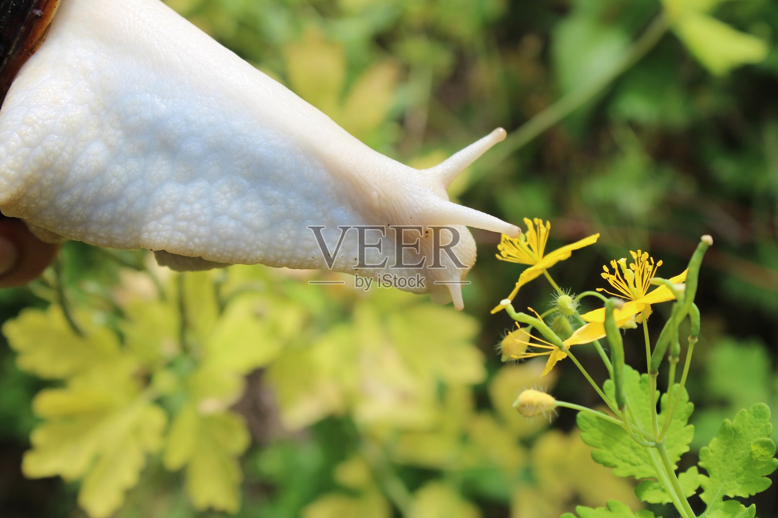 自然界中的巨型蜗牛照片摄影图片