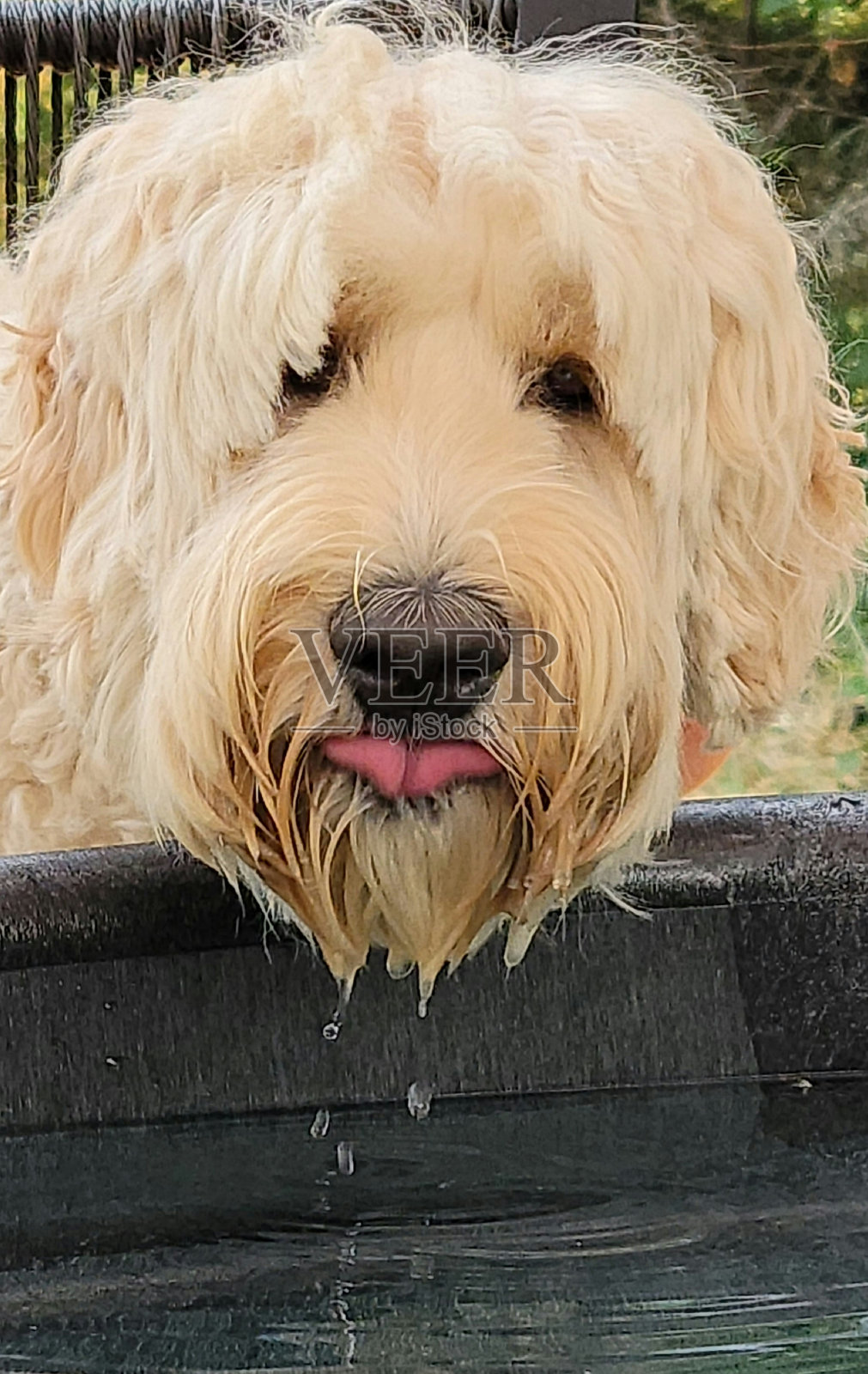 狗照片摄影图片