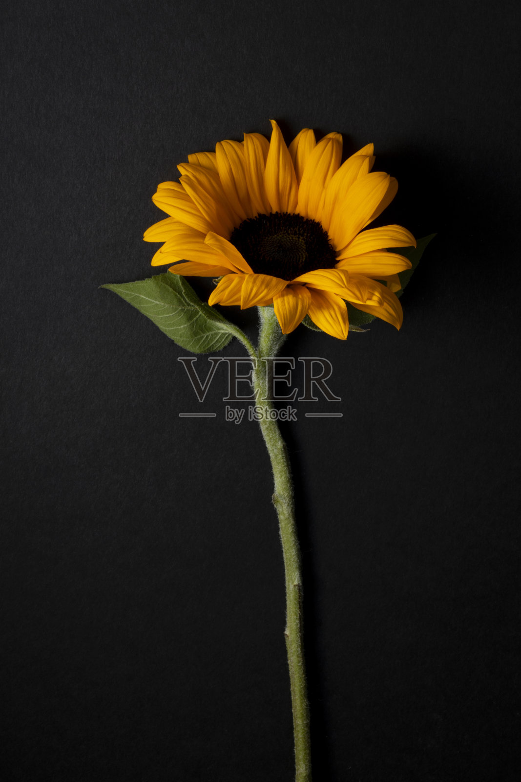 黑色背景上黄色向日葵的彩色花卉装饰照片摄影图片
