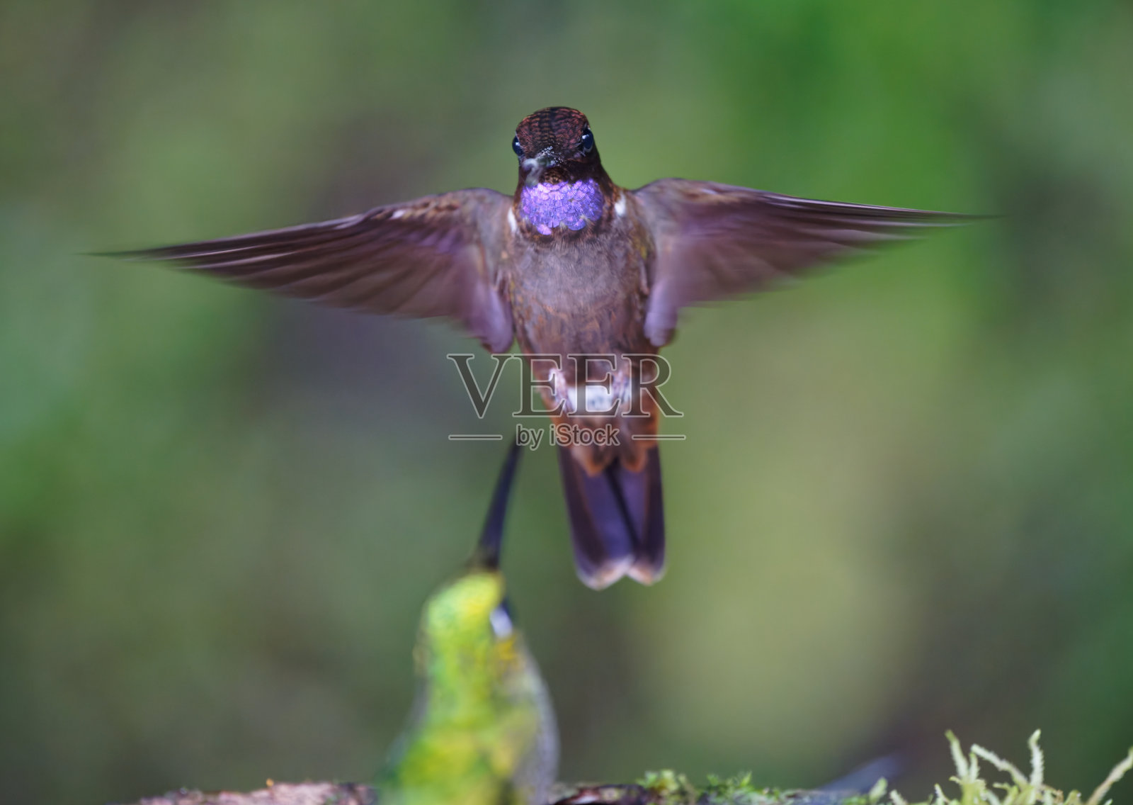 棕色印加蜂鸟照片摄影图片