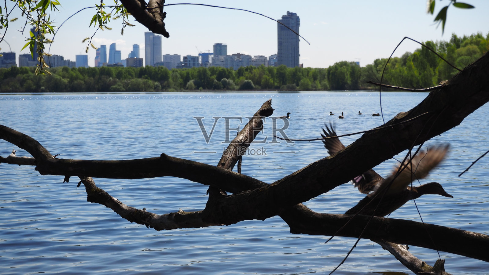 一只鸭子从树上起飞照片摄影图片