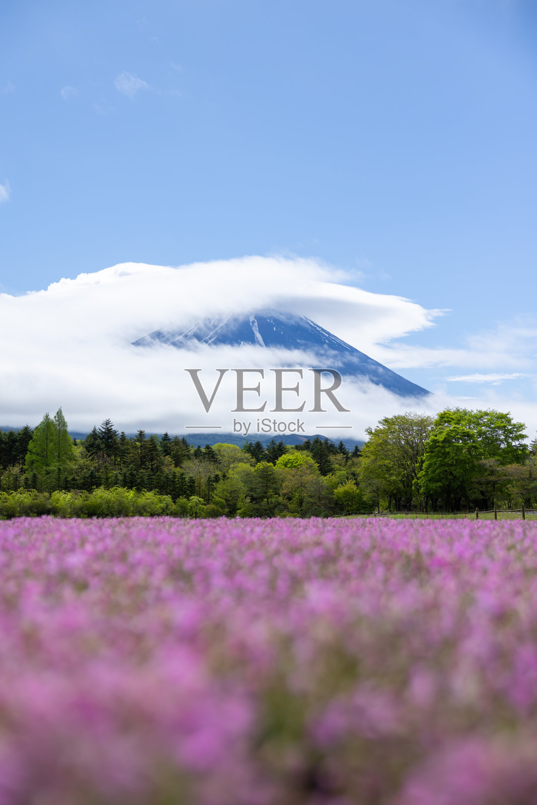 多云的富士与粉红色苔藓的花田的景观景观照片摄影图片