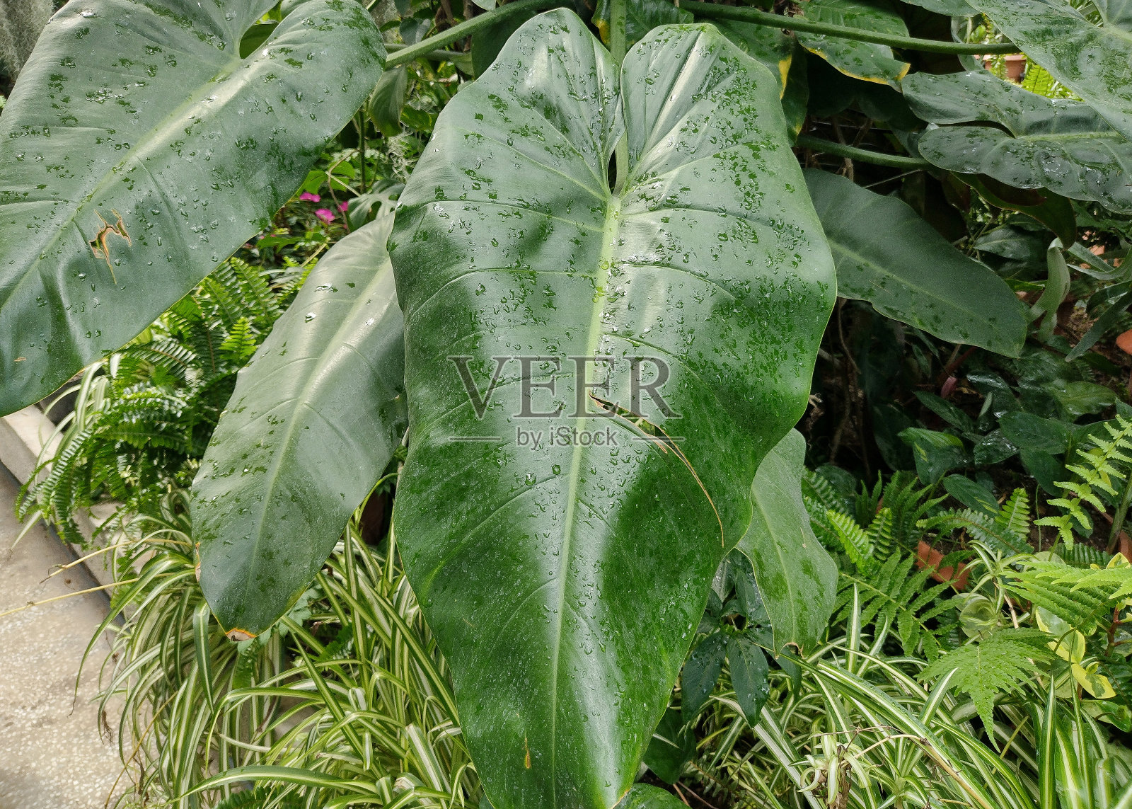 植物园里的绿松子照片摄影图片