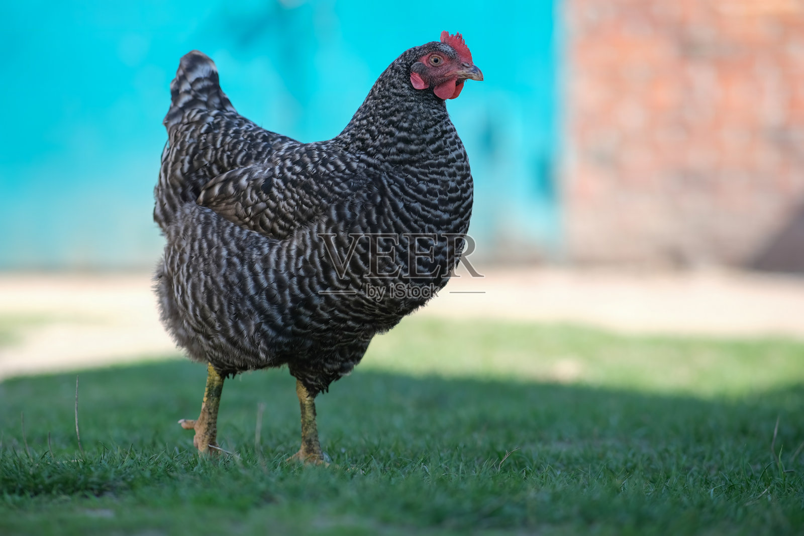 院子里有斑点鸡。草地上的灰色小鸡。国内的鸟。照片摄影图片