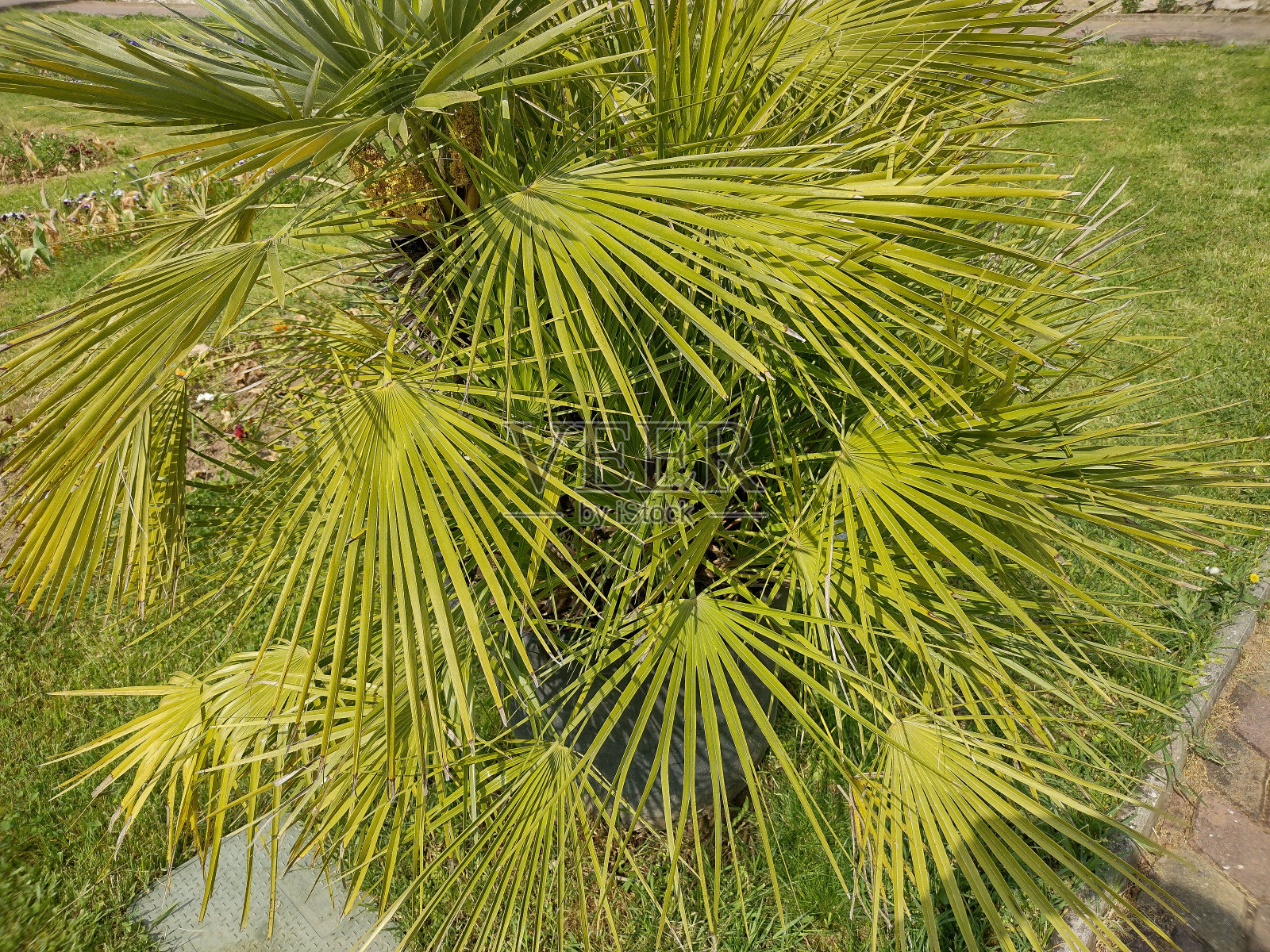 棕翅chamerops palm。宏观视图照片摄影图片