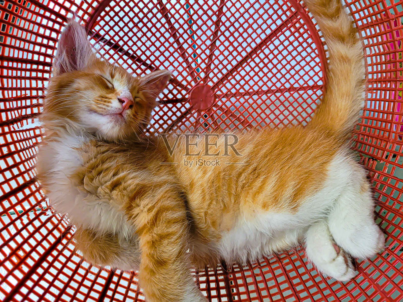 小猫睡得很香照片摄影图片