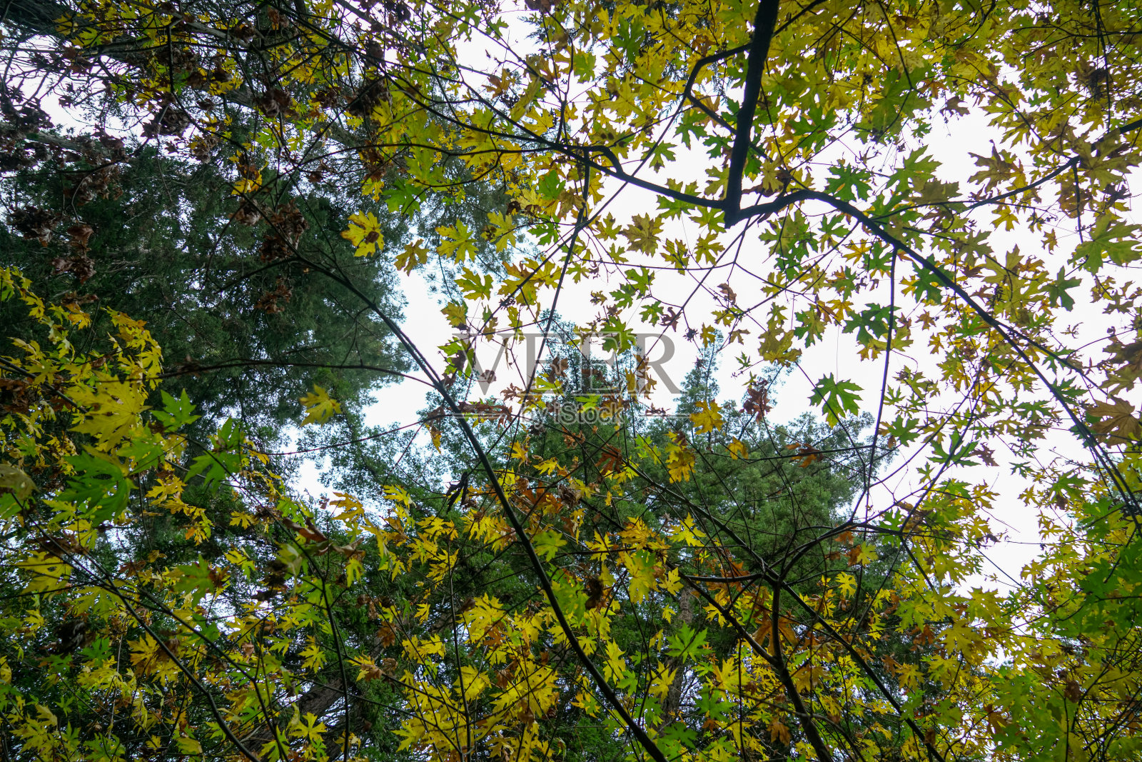 拍摄树上美丽的绿色和黄色的叶子照片摄影图片