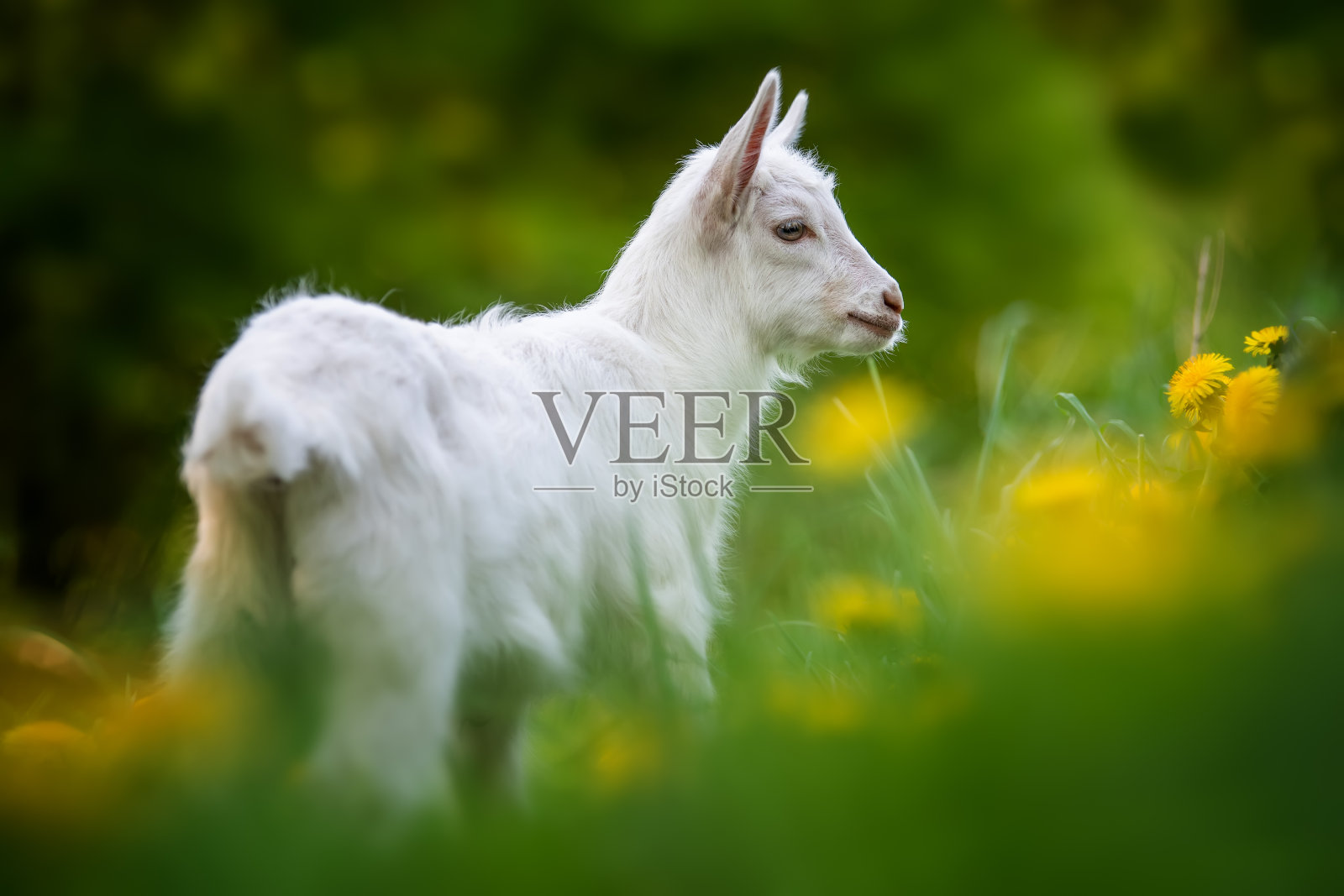 白色的小山羊站在鲜花盛开的草地上照片摄影图片