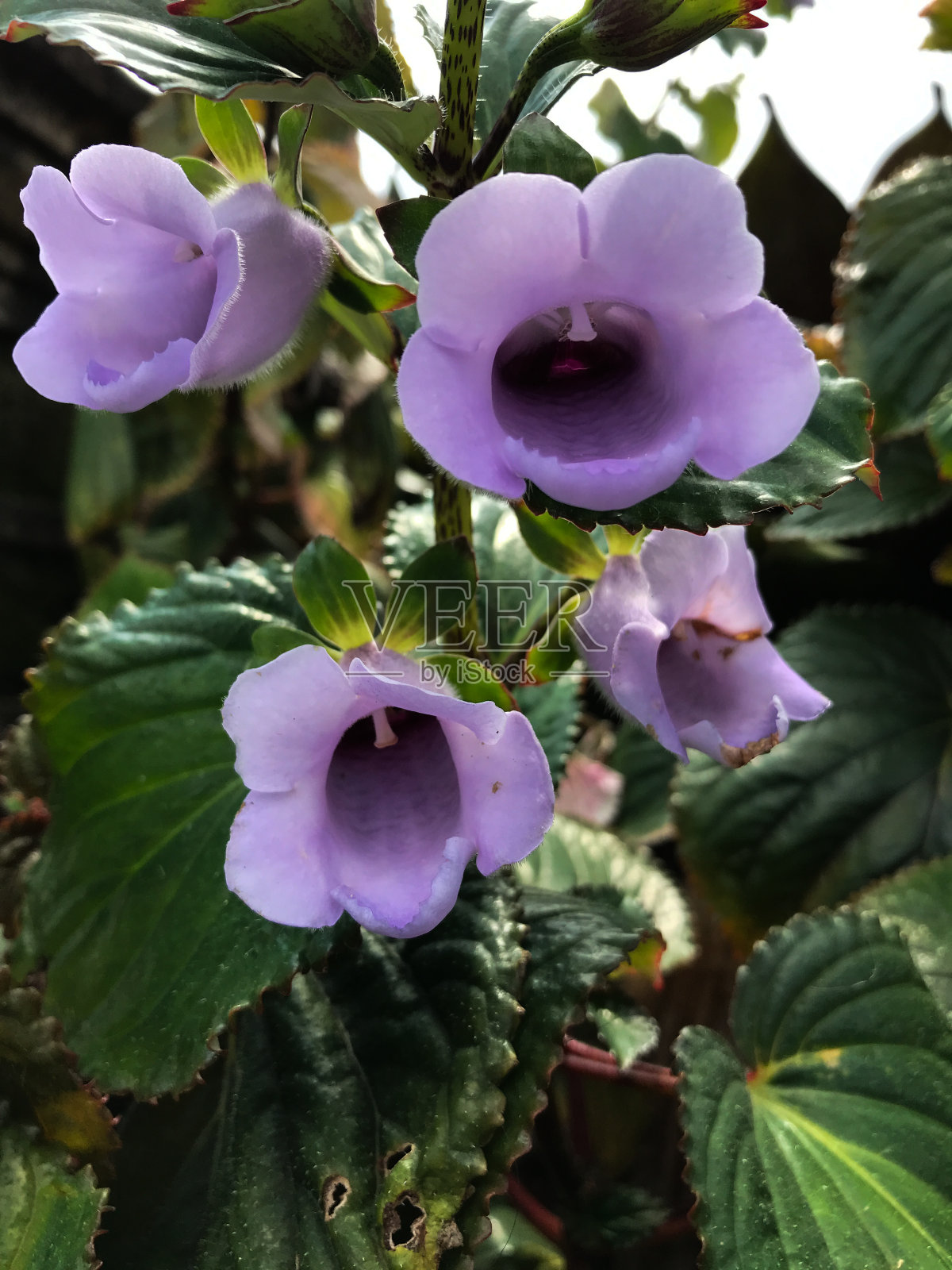 大岩桐花。巴厘岛的家族象征照片摄影图片
