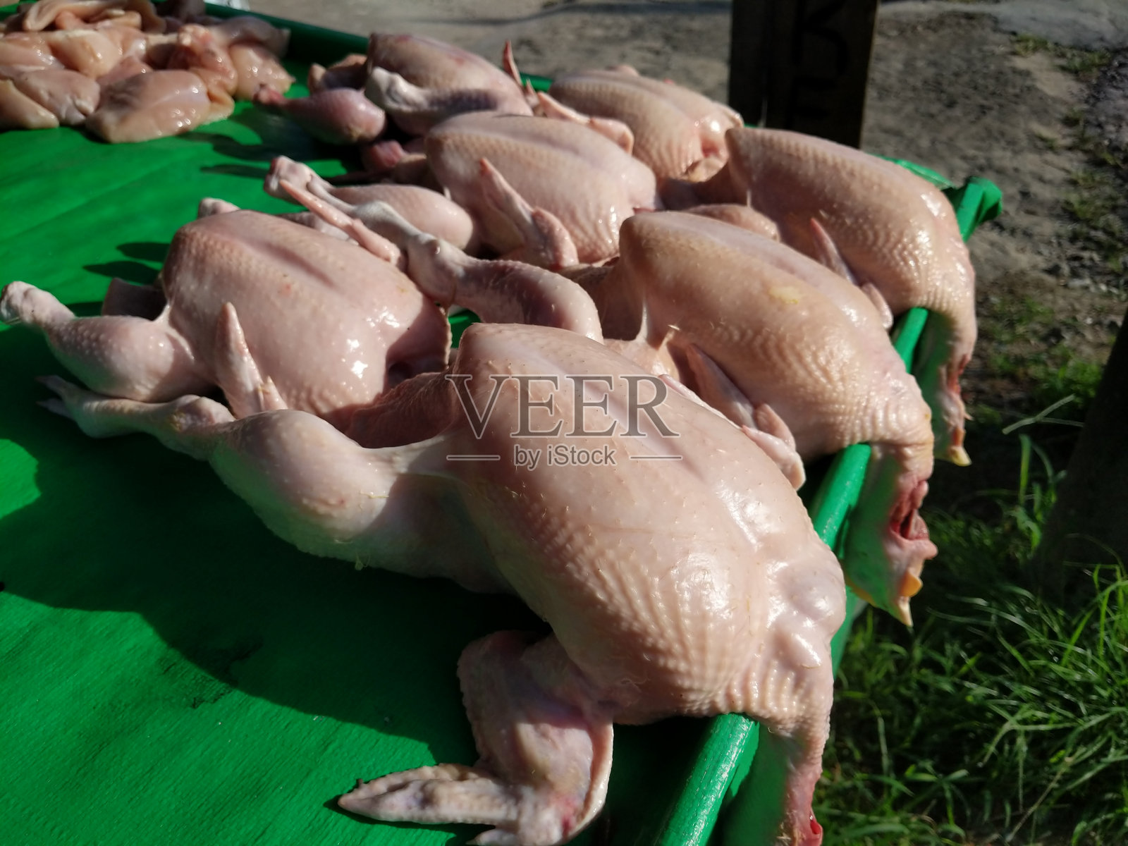 photong鸡照片摄影图片