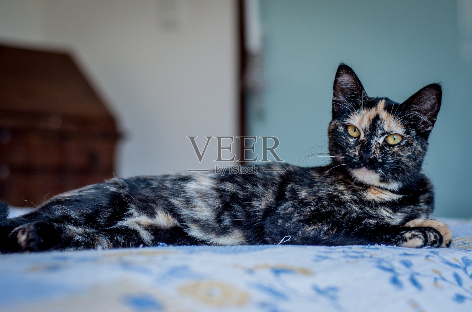 有鳞的猫躺在床上的画像。水平的形象照片摄影图片