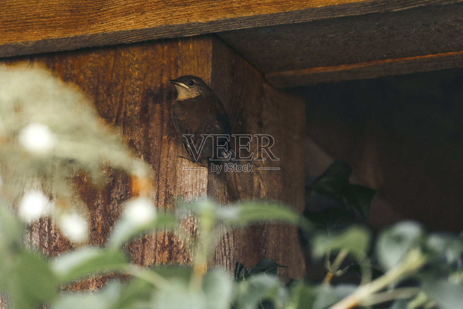 刚从巢里出来的小鸟宝宝照片摄影图片