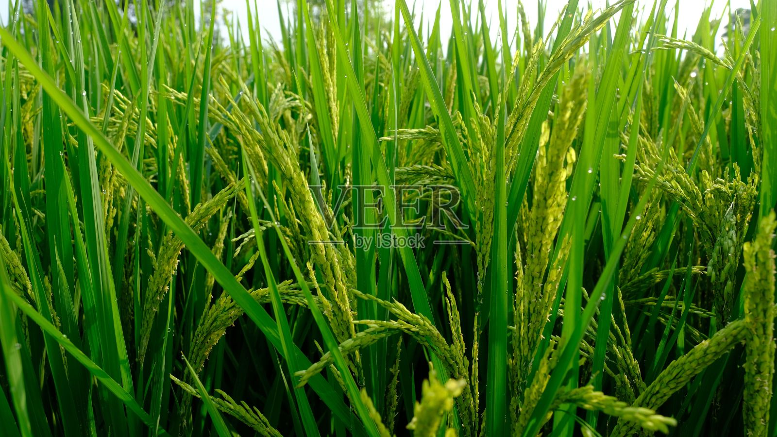 田园般的户外风光，绿草如茵，植物繁多照片摄影图片