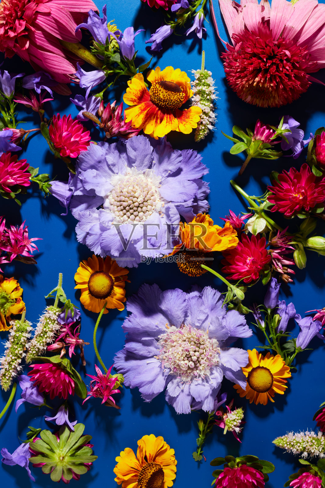 图案不同的夏天开花花在深蓝色的背景。花卉纹理背景照片摄影图片