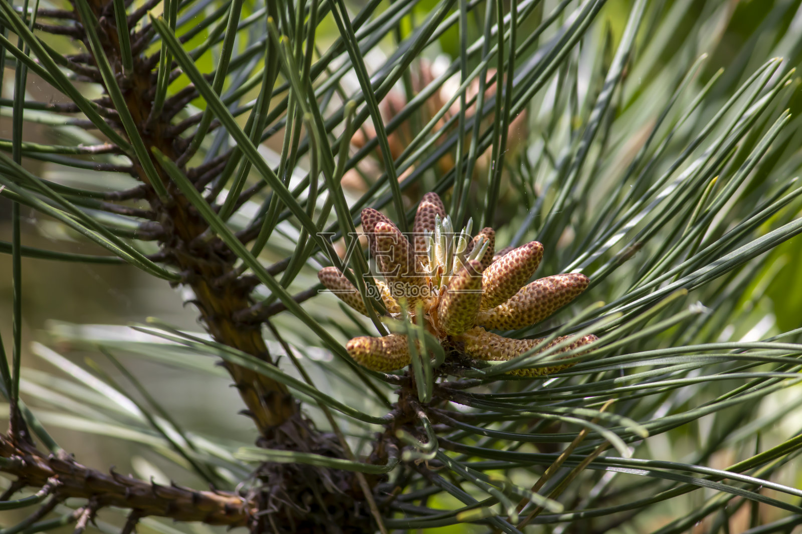 松树的果实或花照片摄影图片