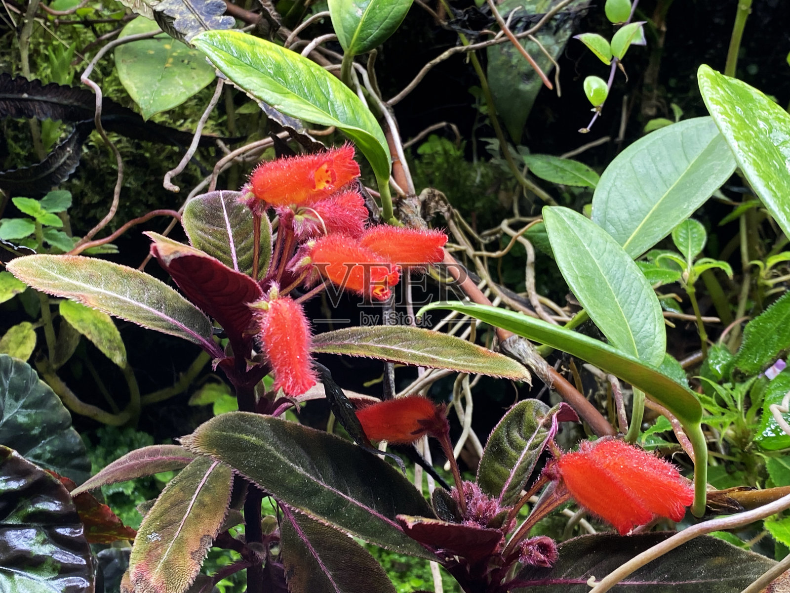 各种花卉和热带植物照片摄影图片