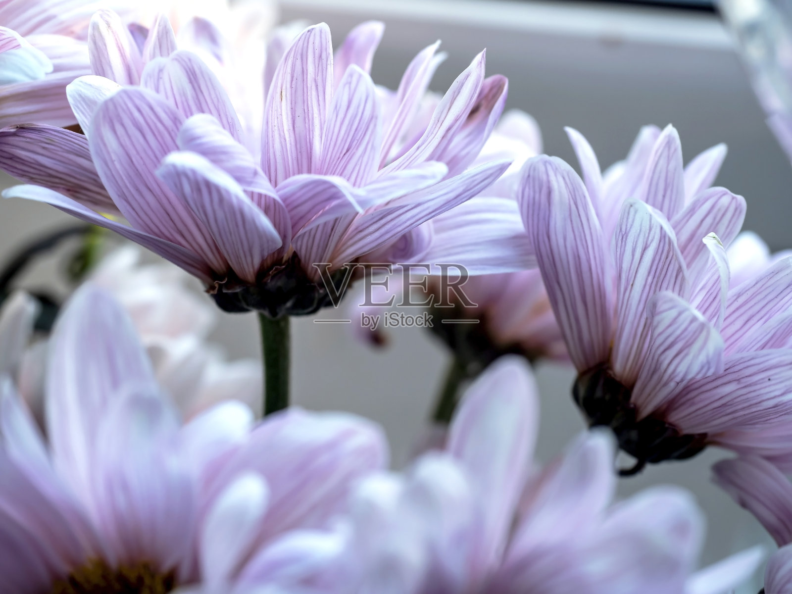 淡粉色的菊花花束照片摄影图片