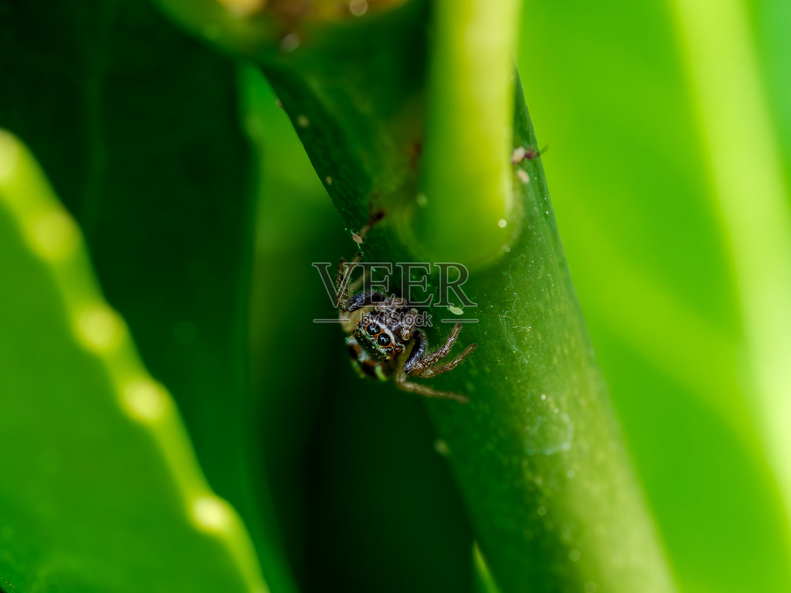 跳蜘蛛在森林里照片摄影图片