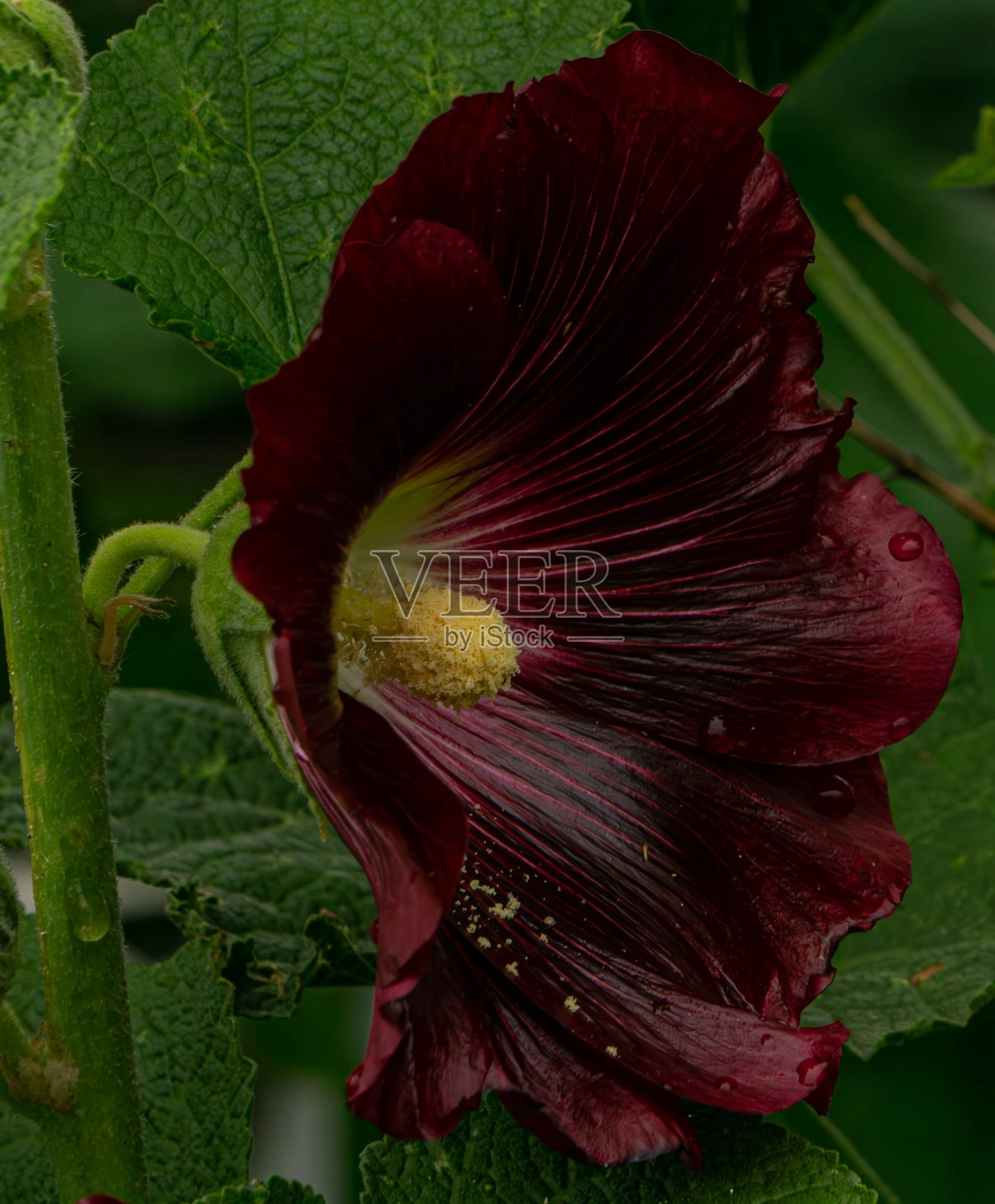 暗红色蜀葵照片摄影图片