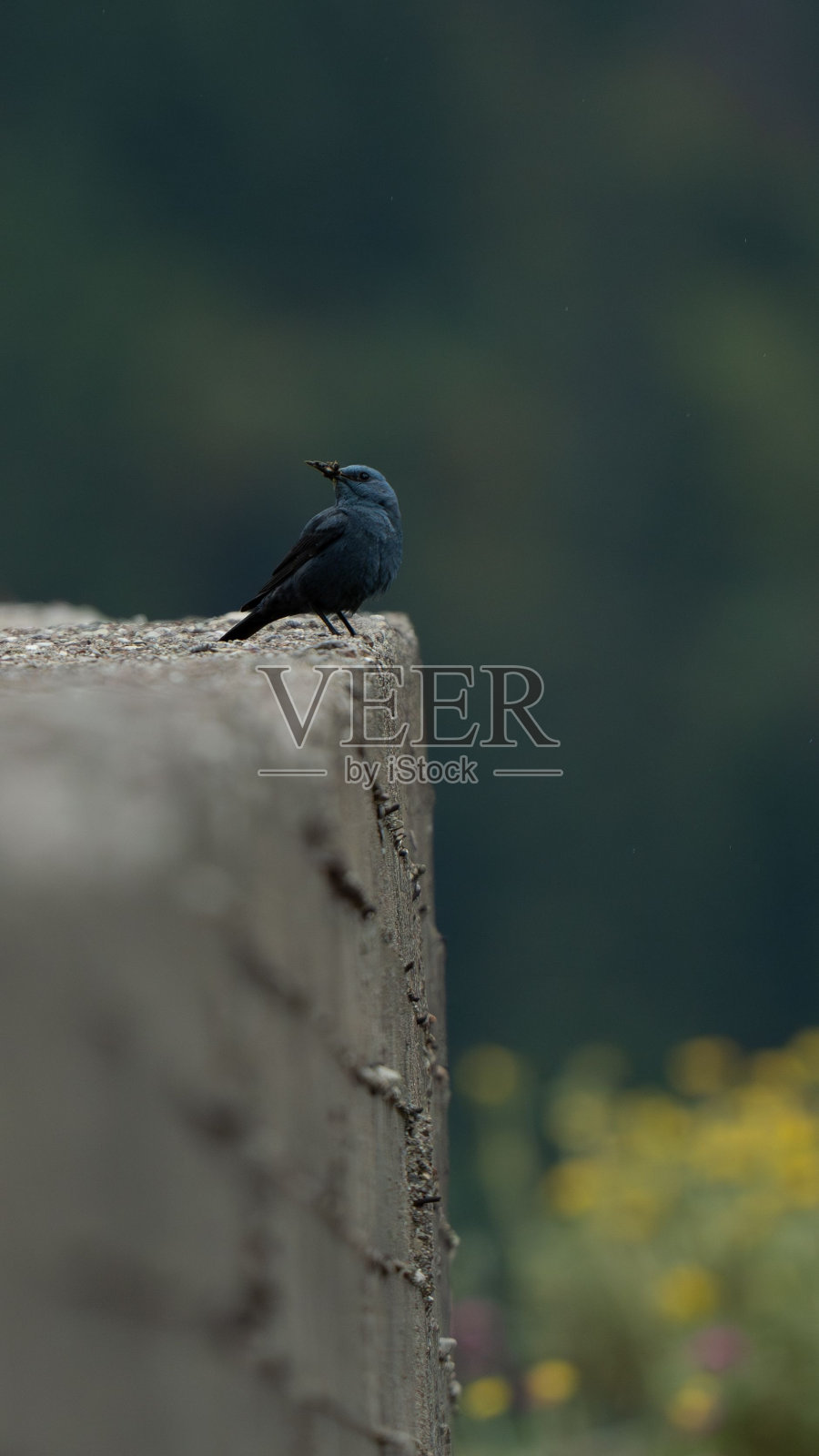 一只蓝岩画眉鸟栖息在一座砖砌建筑的一侧，审视着周围的环境照片摄影图片
