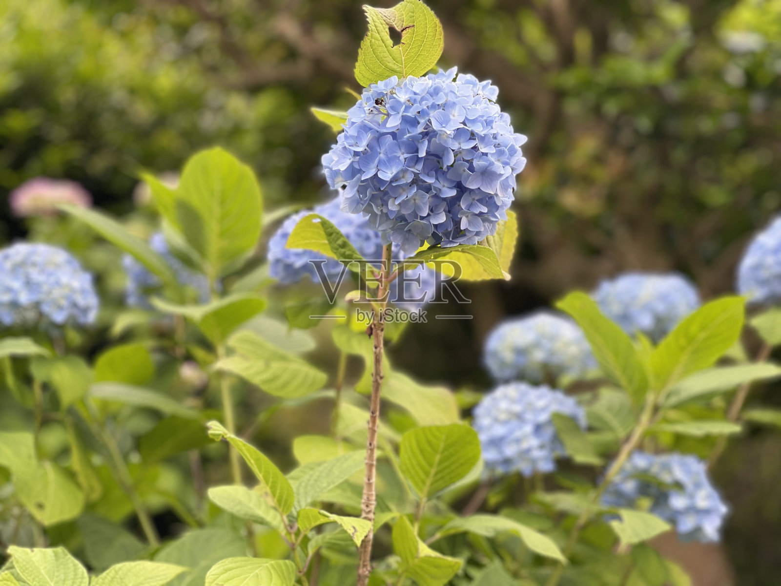 美丽的花朵(绣球花)照片摄影图片