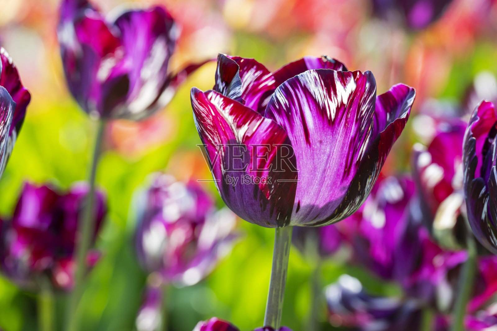 伦勃朗郁金香照片摄影图片