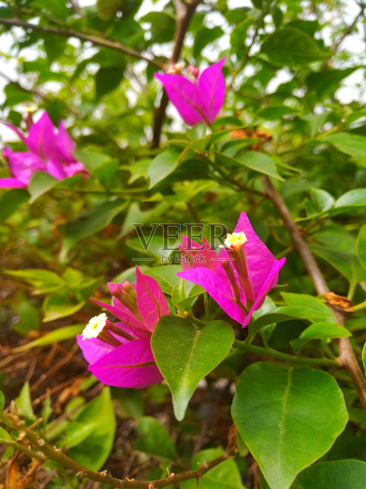 粉红色的照片摄影图片