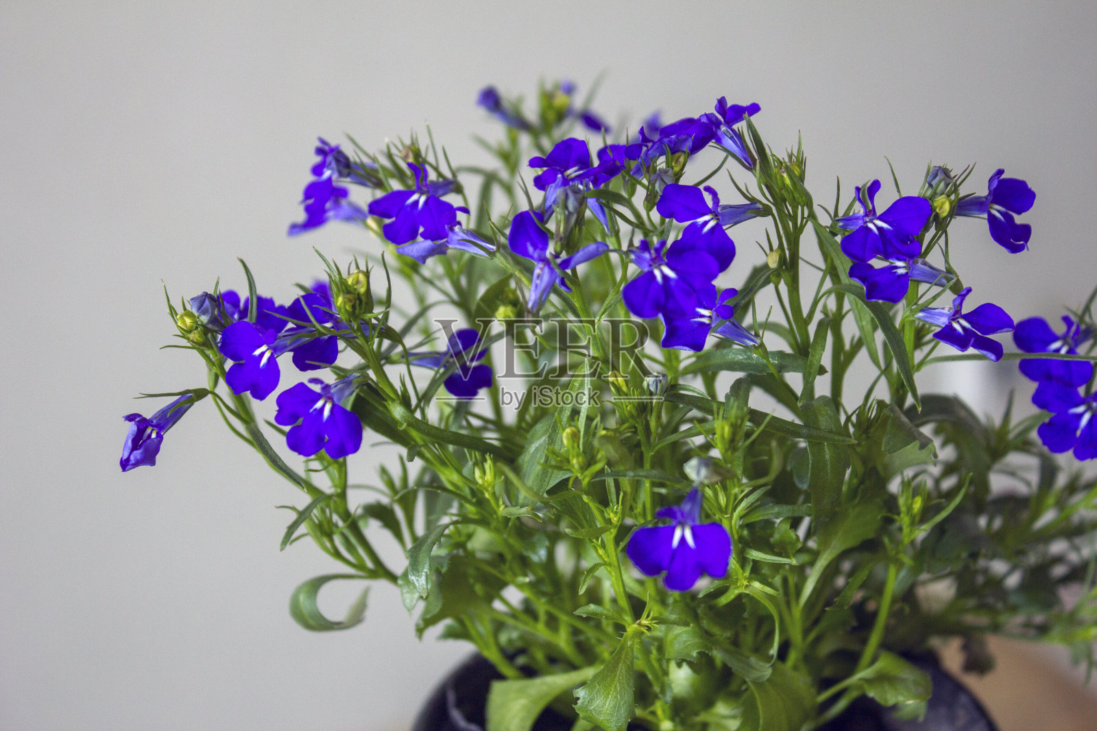 蓝紫色半边莲蓝宝石花或边莲照片摄影图片