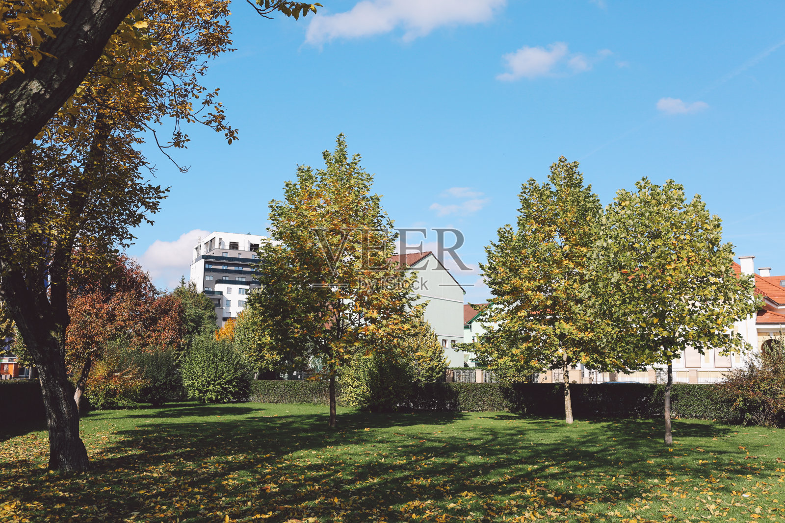 靠房子的草地上长着树照片摄影图片