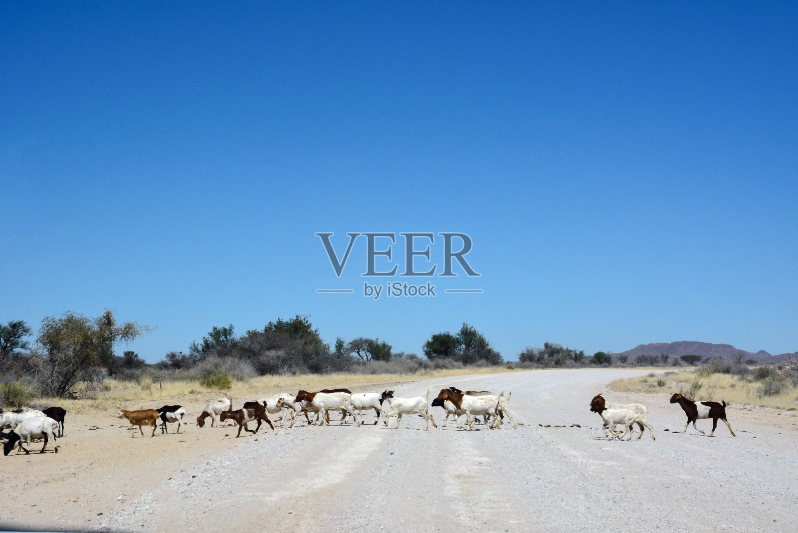 在蓝天衬托下的沙漠中，一群羊穿过马路照片摄影图片