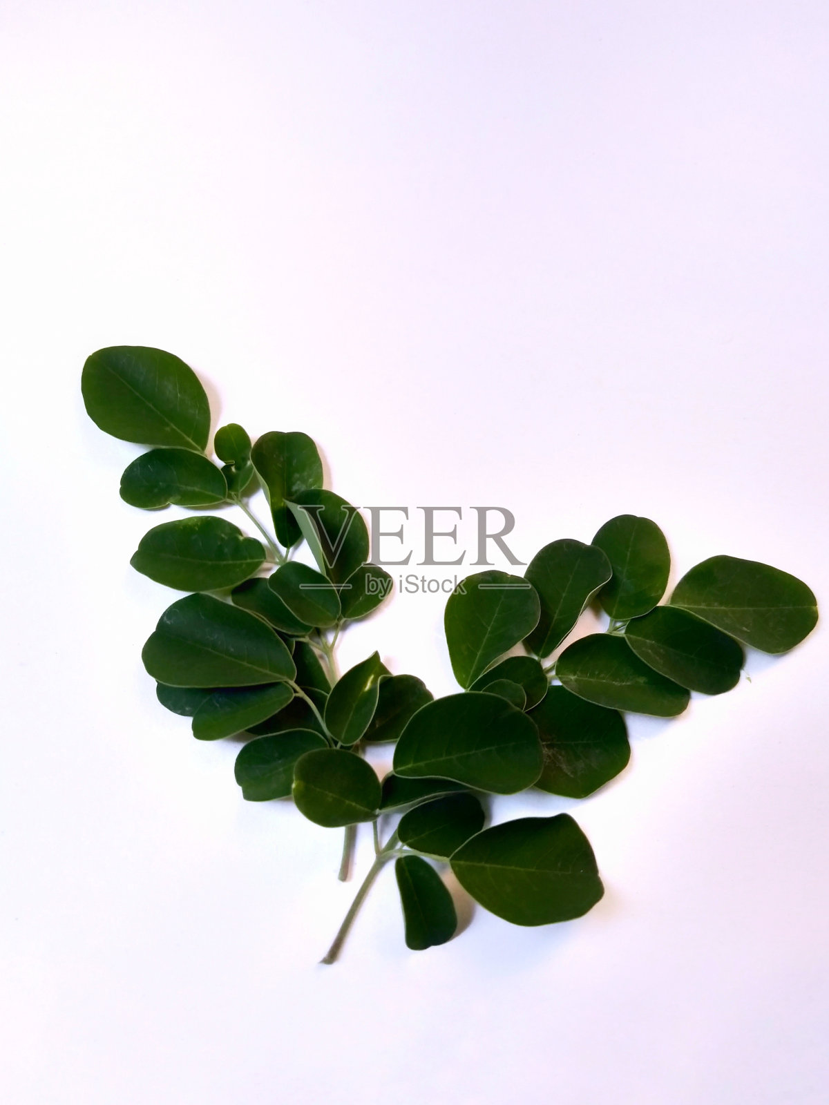 辣木叶孤立在白色背景上照片摄影图片