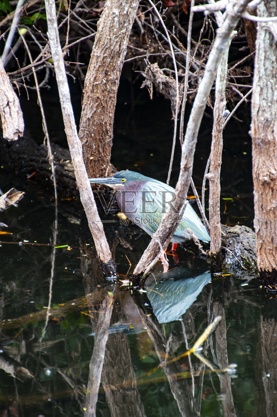 佛罗里达的创意照片摄影图片