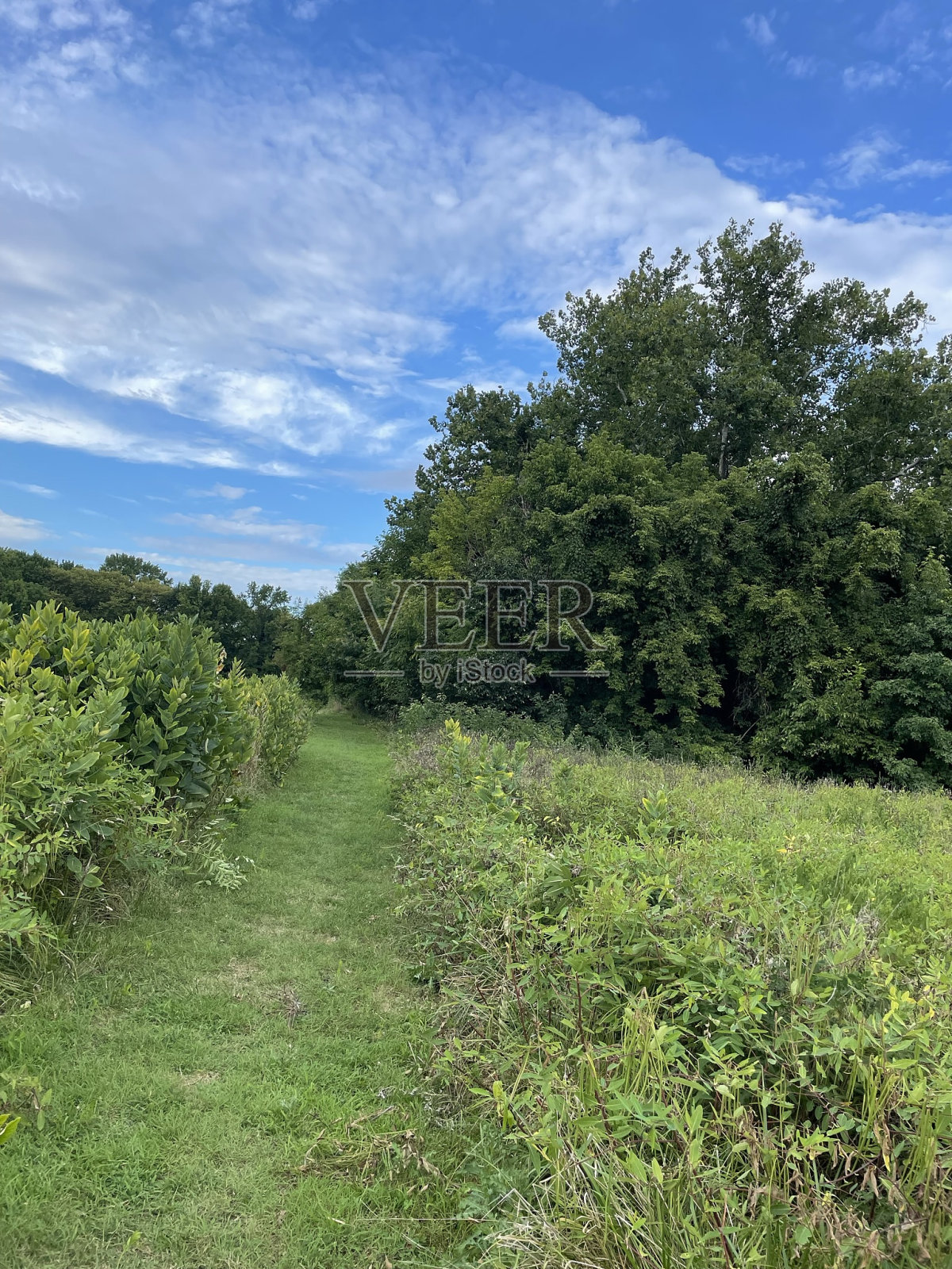 穿过田野的路径照片摄影图片