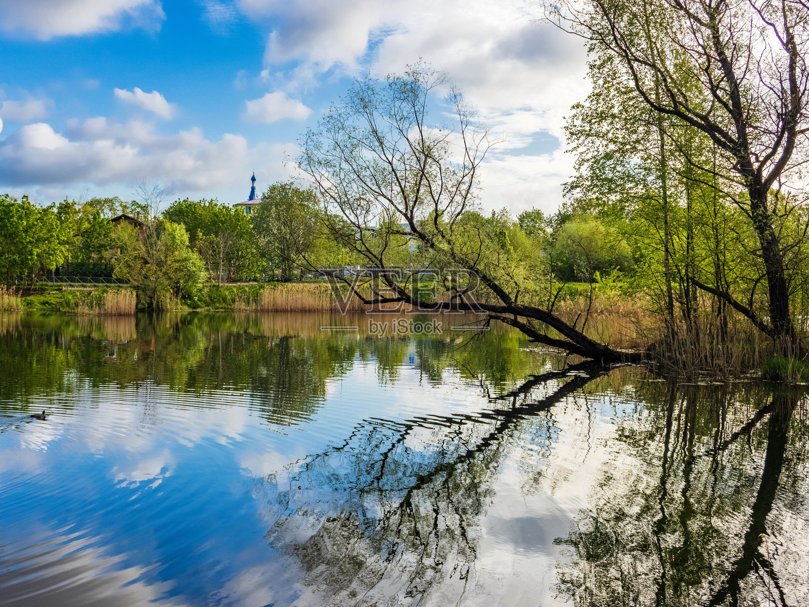 列宁格勒地区的公园Gatchina。春天。这座城市的地标。照片摄影图片