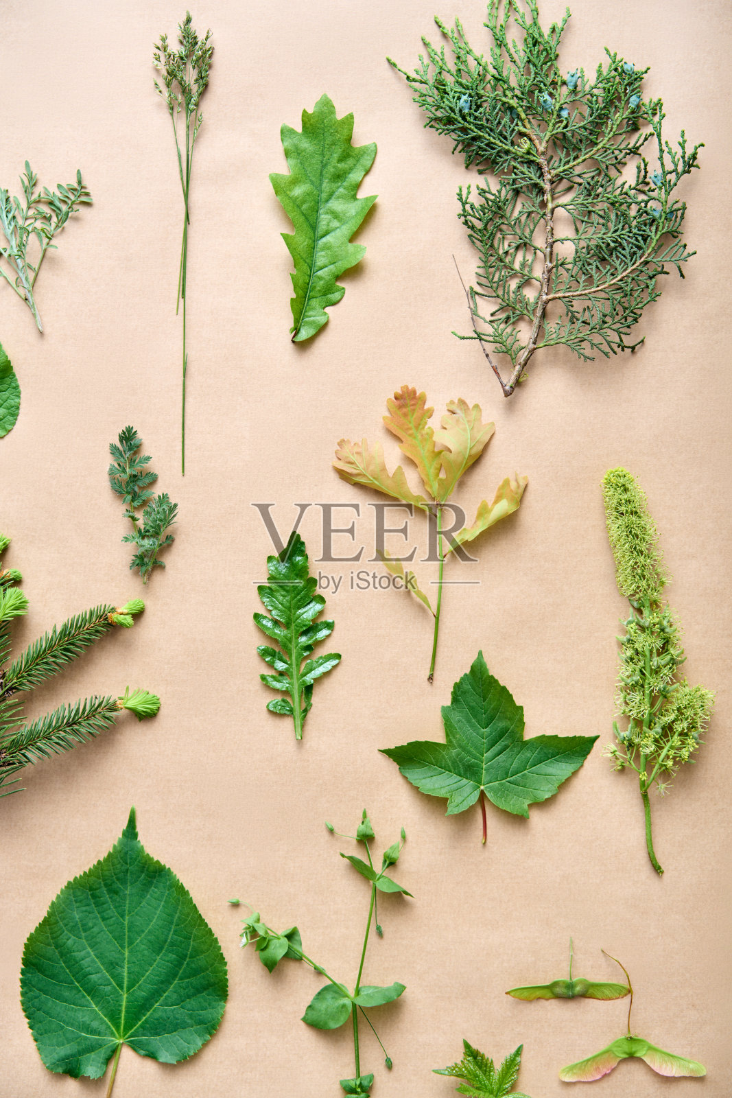 植物的叶子，植物和花在米色的背景。照片摄影图片