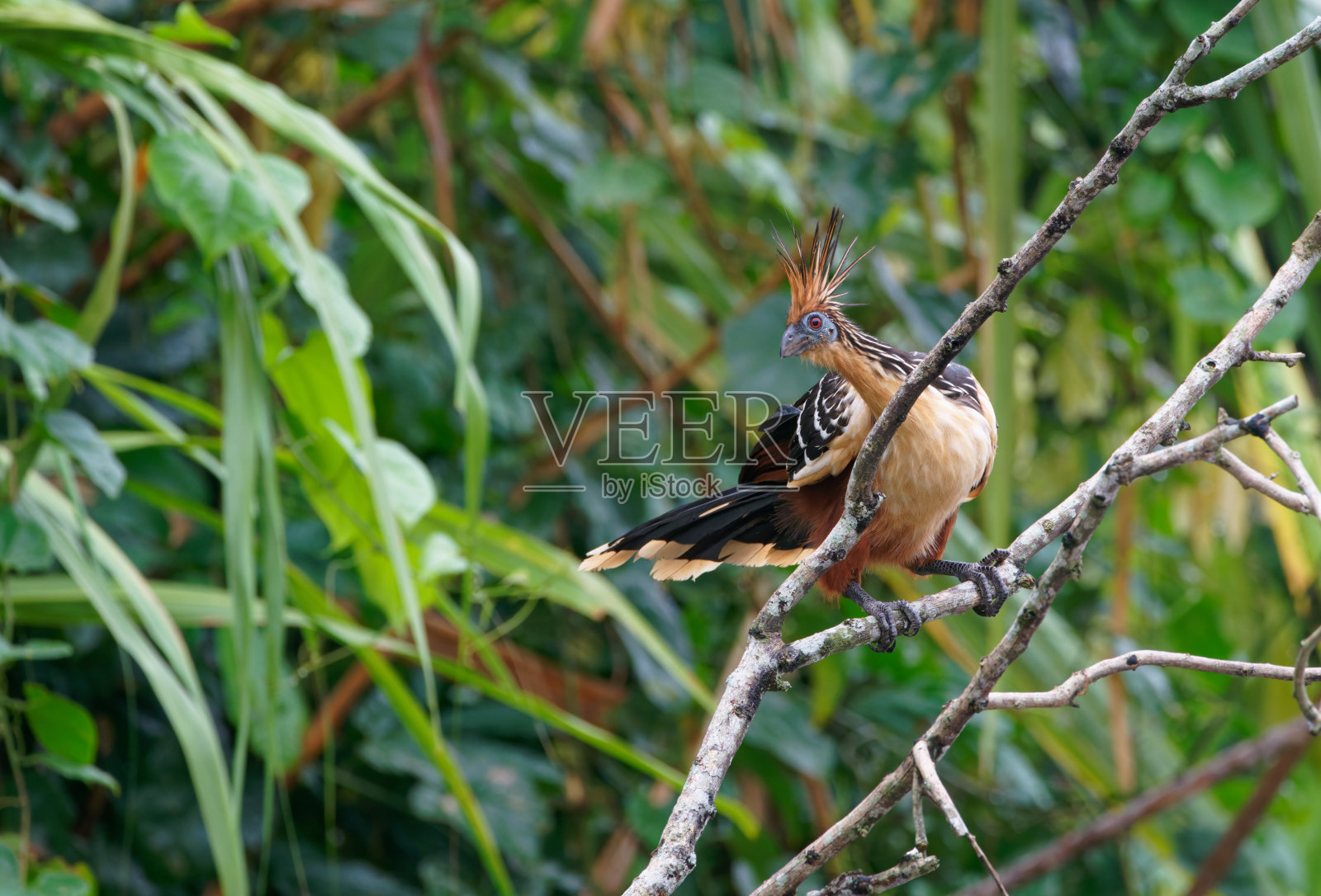 麝雉照片摄影图片