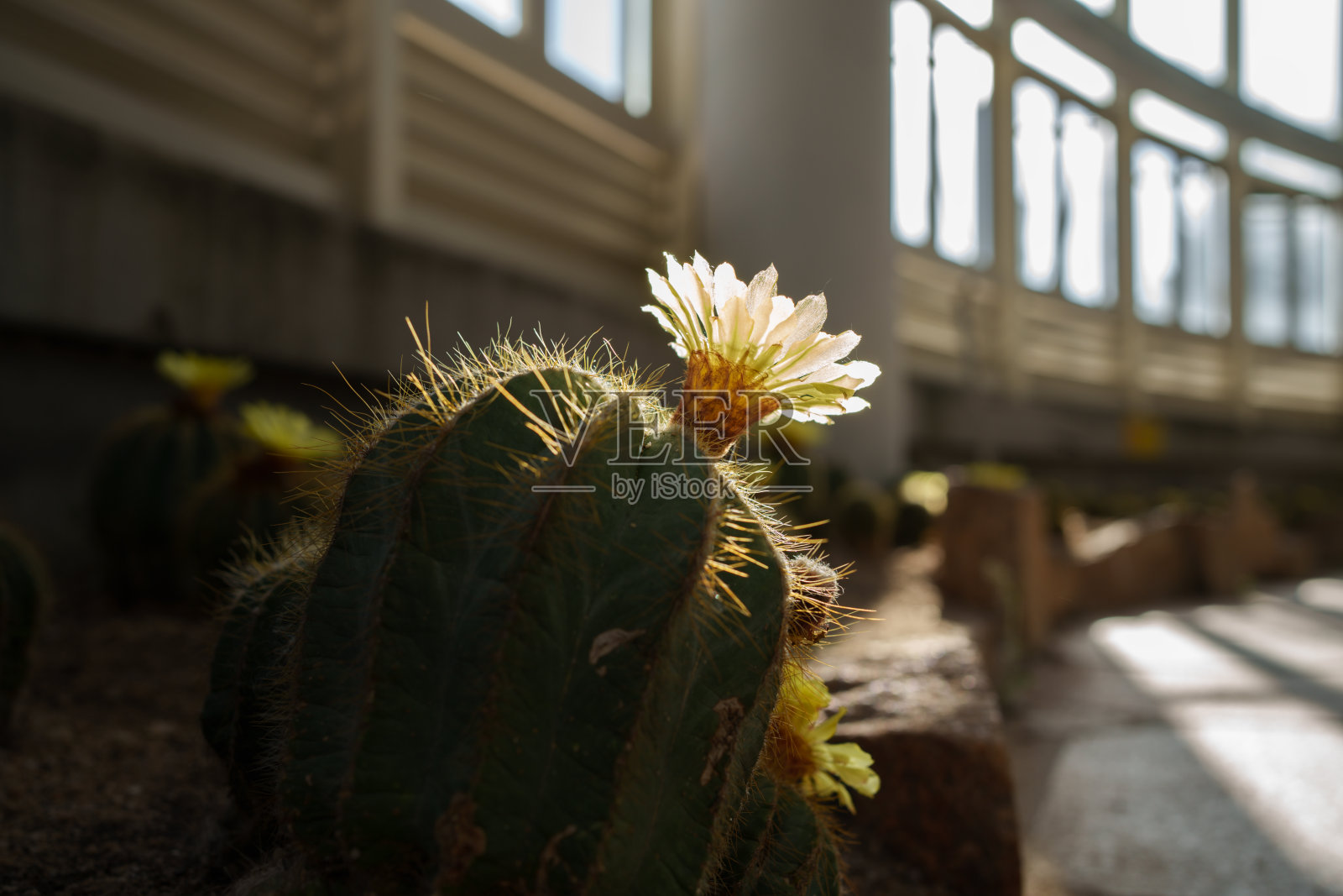开花的仙人掌照片摄影图片