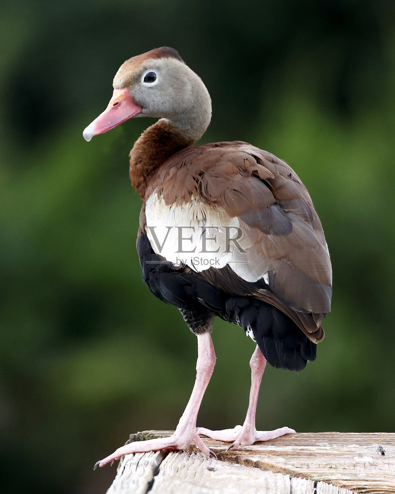 Wakodahatchee湿地的黑腹鸣禽照片摄影图片
