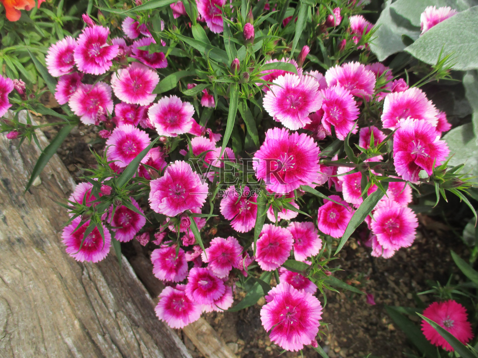 鲜艳的粉红色和白色的石竹花，在春天的花坛里美丽地盛开照片摄影图片