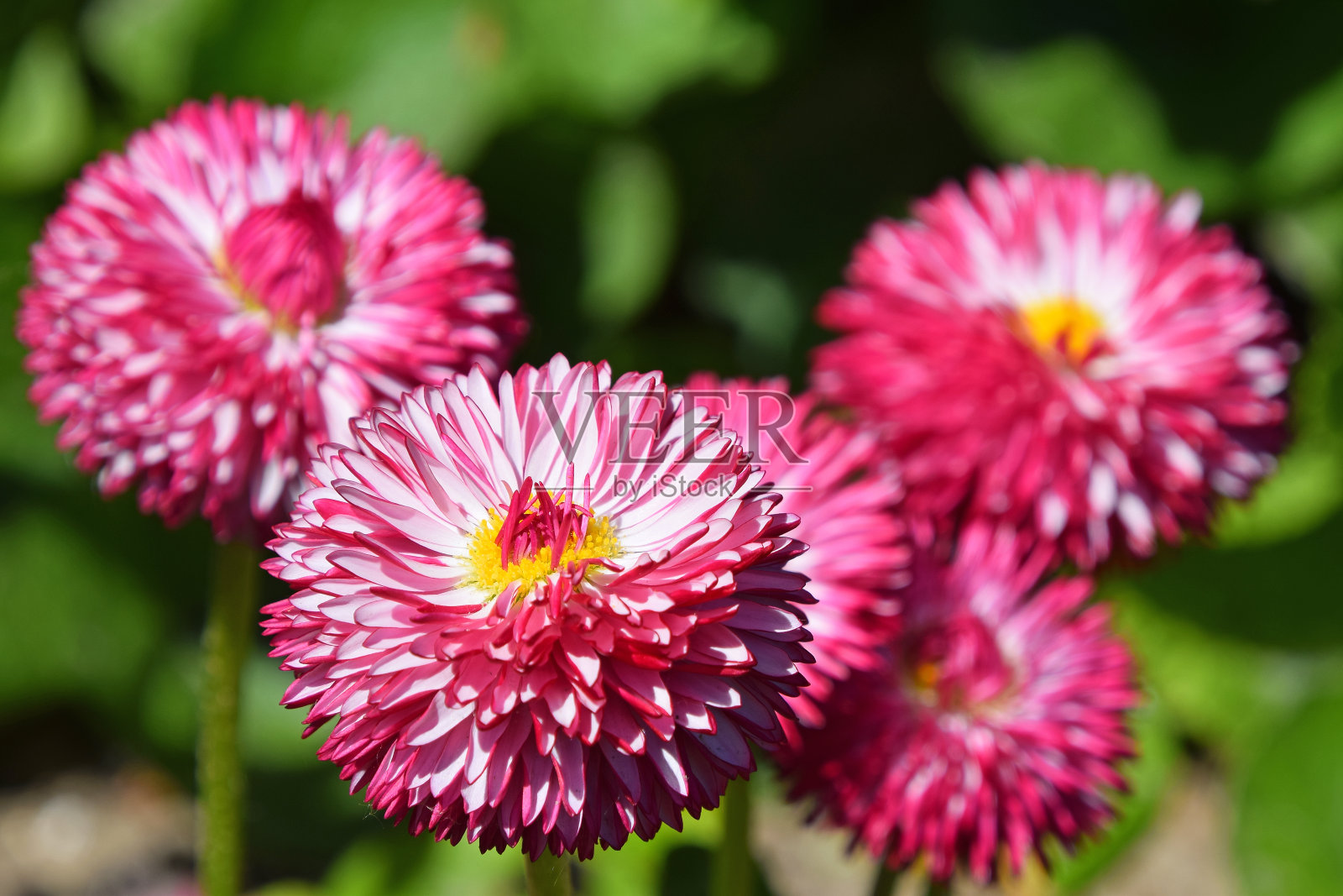 粉色花朵的特写照片摄影图片