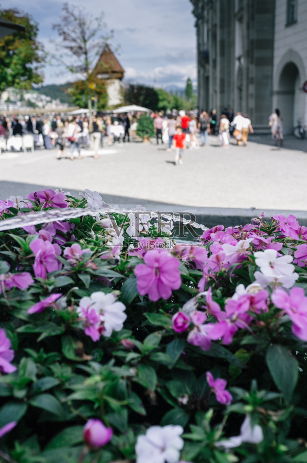 后院的粉色花朵照片摄影图片
