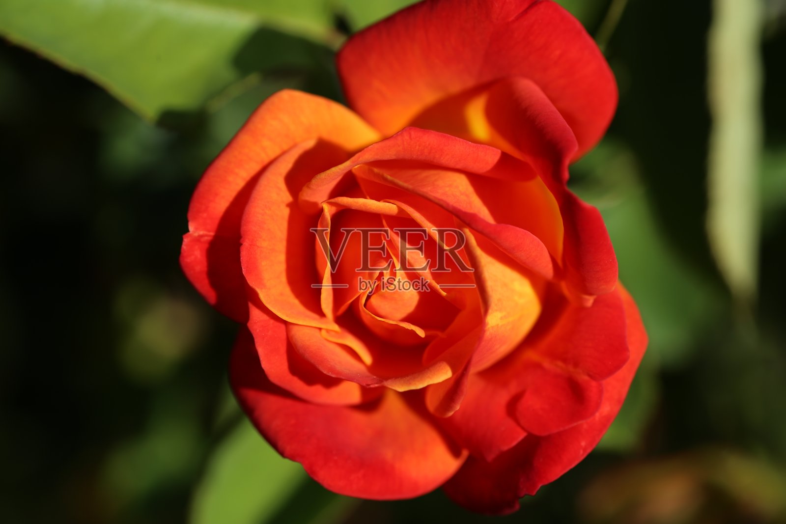 户外盛开的红花特写照片摄影图片