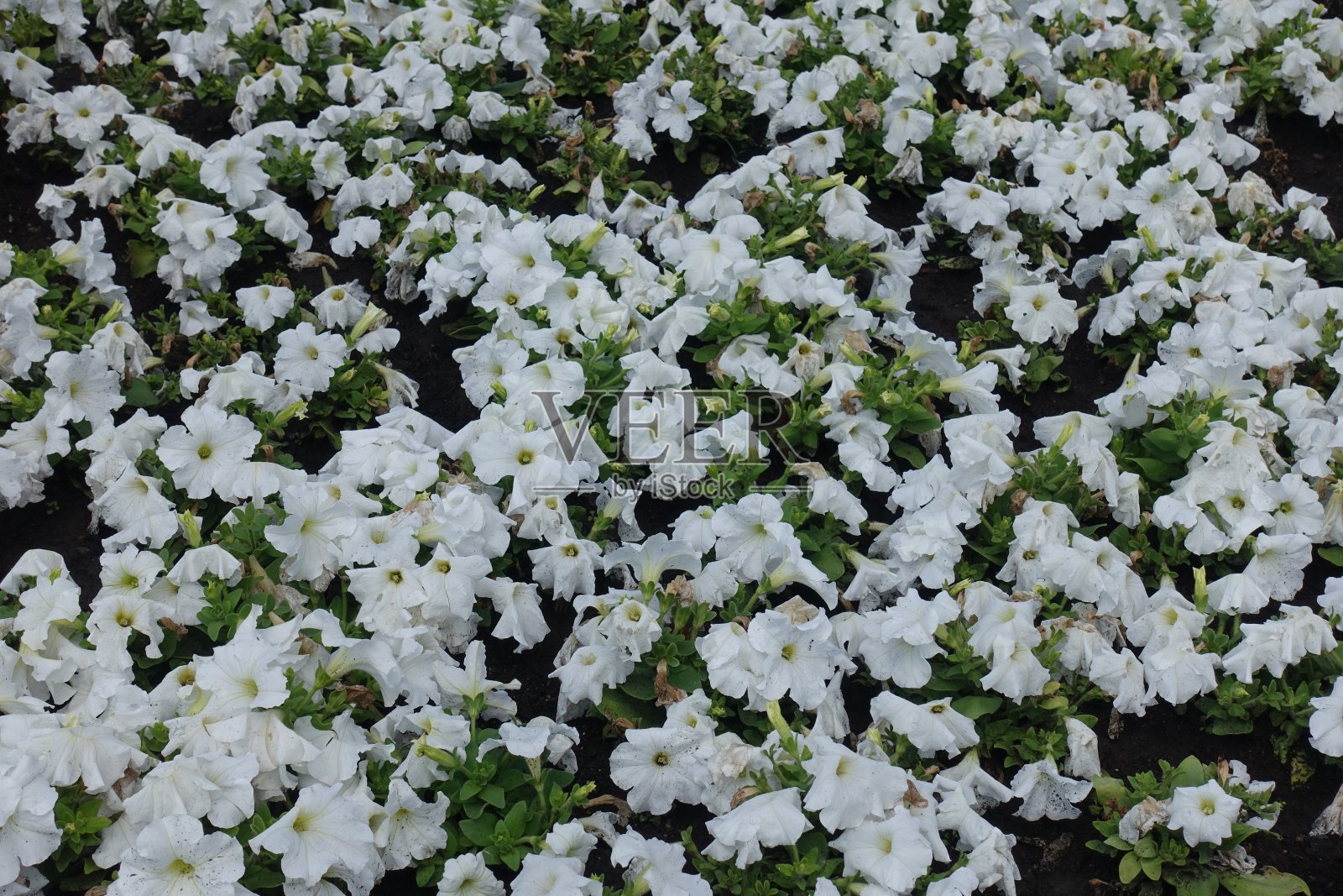 六月中旬，白色的矮牵牛花盛开照片摄影图片
