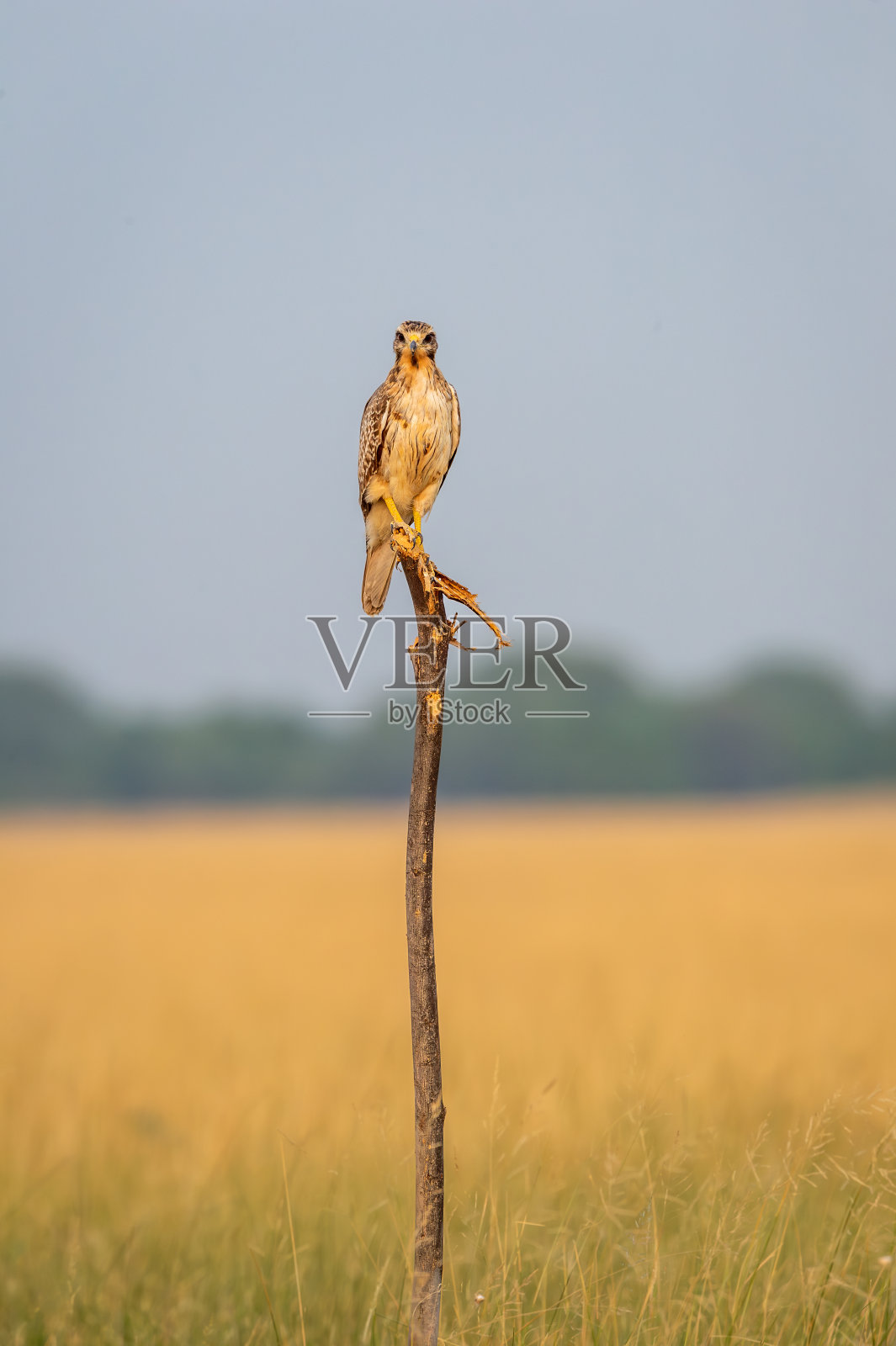 在印度古吉拉特邦邦的velavadar国家公园，白眼秃鹰栖息在自然风景优美的草原背景中，眼神交流和表情照片摄影图片