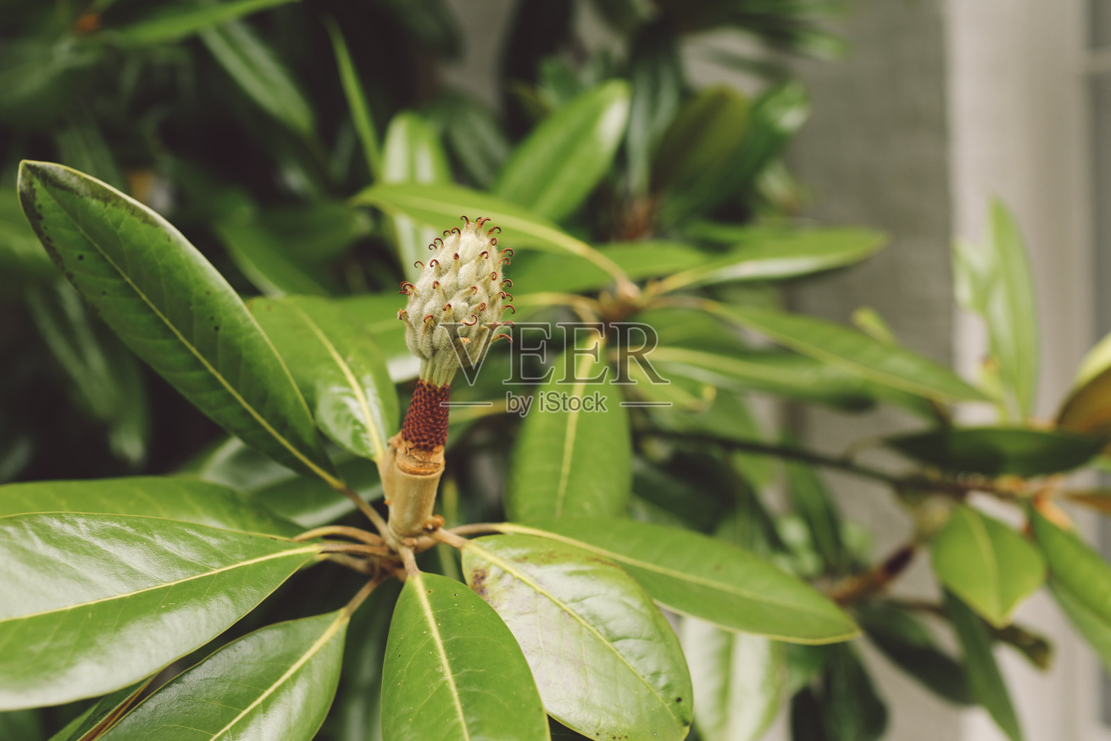 公园植物生长特写照片摄影图片